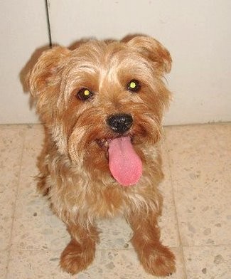 Mi perrito chiquitin en el campo disfrutando del veranito con nosotros:) mira que lenguitaaa